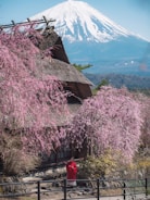 A cozy ryokan nestled among cherry blossoms in spring.