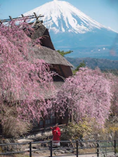 A traditional Japanese house with a thatched roof is surrounded by vibrant pink cherry blossom trees. In the background, the majestic snow-capped Mount Fuji is visible under a clear blue sky. A person dressed in a red and white traditional outfit stands near the house.