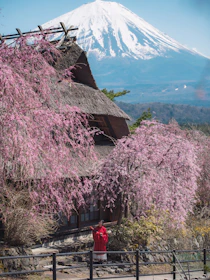 A traditional Japanese house with a thatched roof is surrounded by vibrant pink cherry blossom trees. In the background, the majestic snow-capped Mount Fuji is visible under a clear blue sky. A person dressed in a red and white traditional outfit stands near the house.