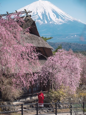 Charming Kitano Ijinkan western-style houses framed by blooming cherry blossoms in Kobe.