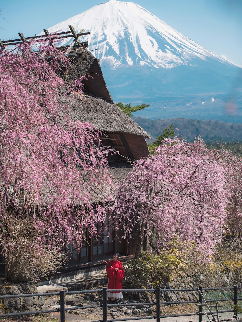 a person standing in front of a tree with a mountain in the background