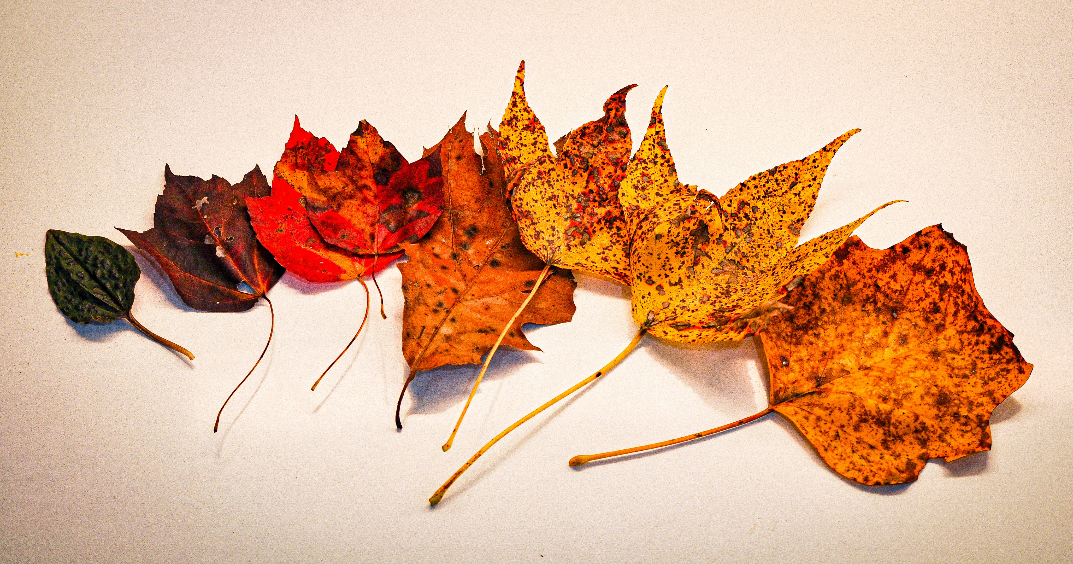 a group of four leaves laying on top of each other