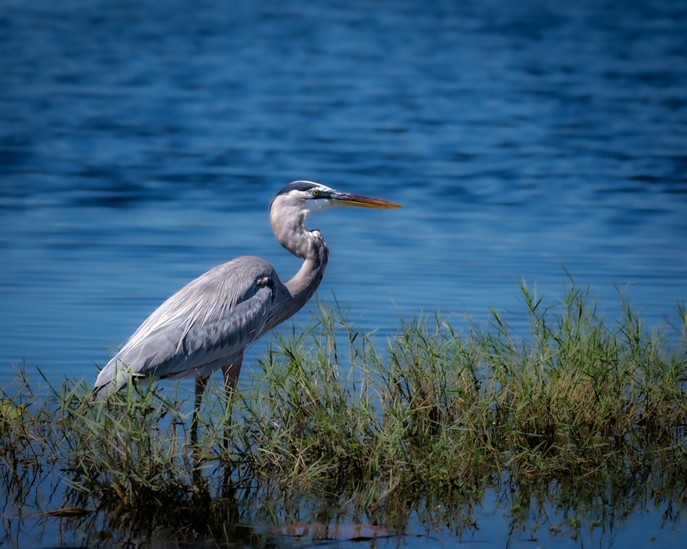 a bird is standing in the grass by the water