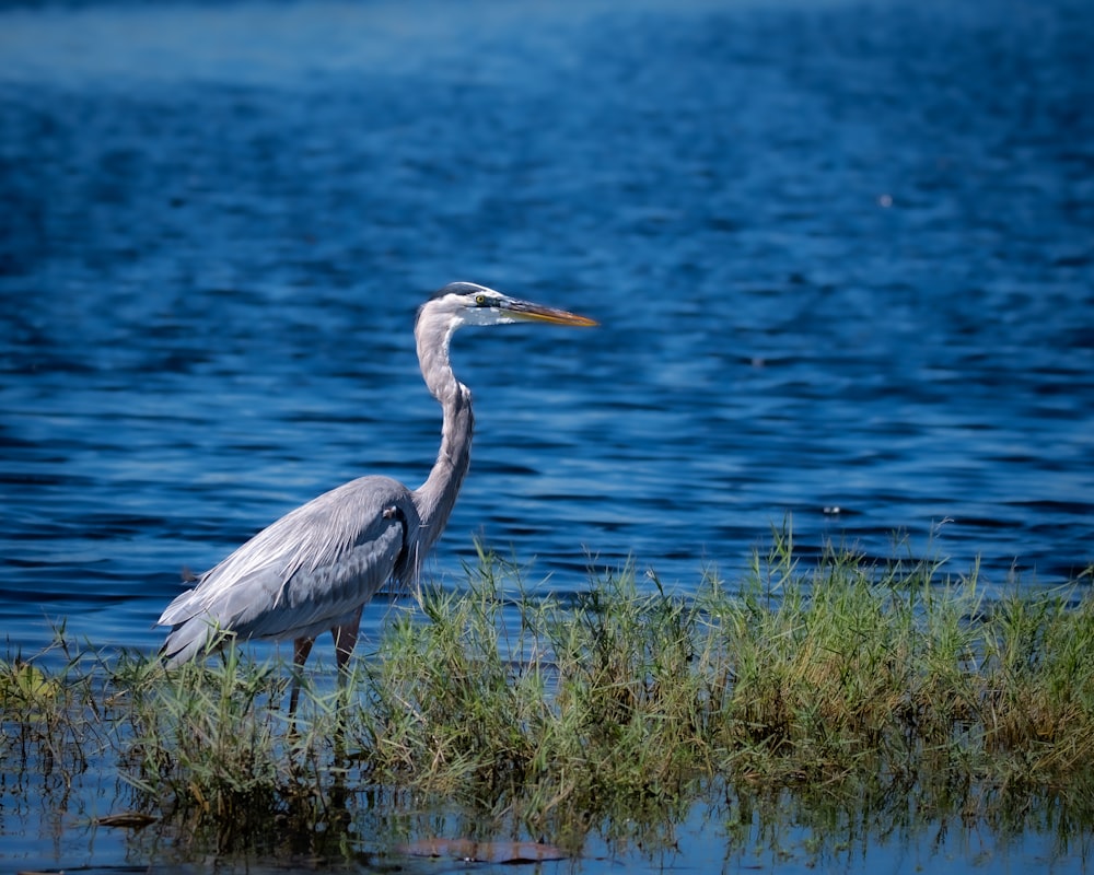 Un pájaro está parado en la hierba junto al agua