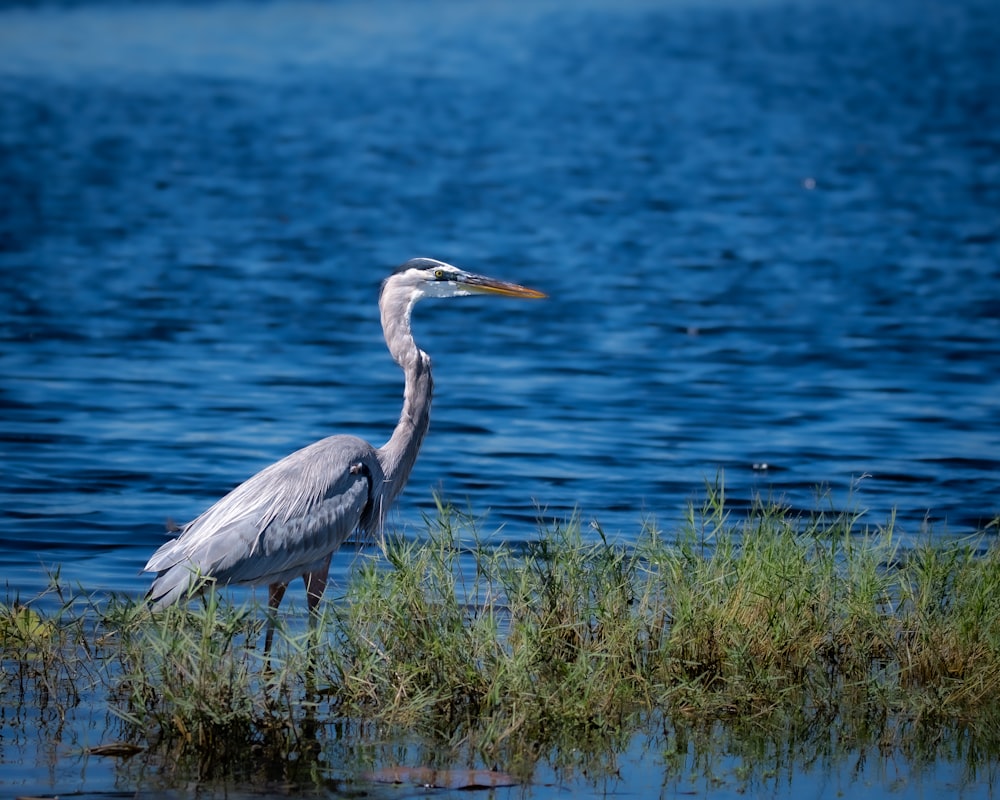 un uccello è in piedi nell'erba vicino all'acqua