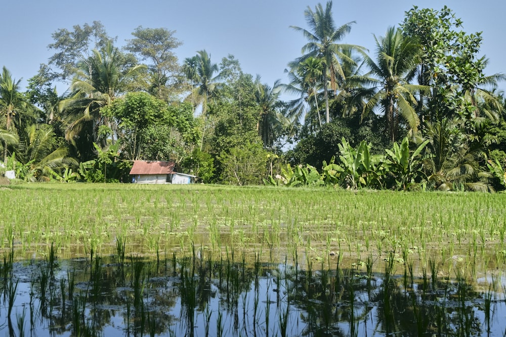 a house in the middle of a field with trees in the background