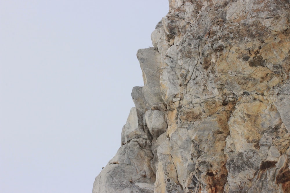 a bird is perched on the side of a mountain