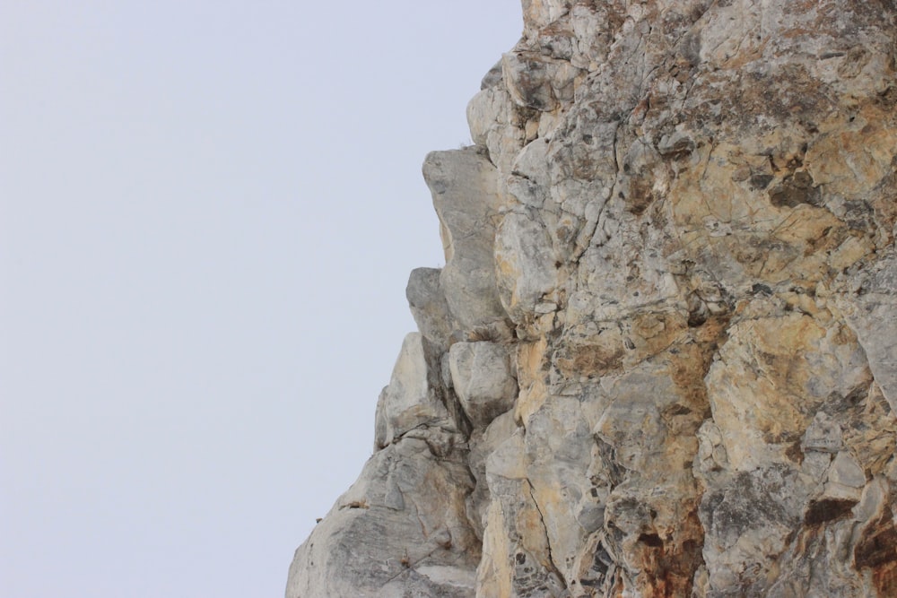 un uccello è appollaiato sul fianco di una montagna