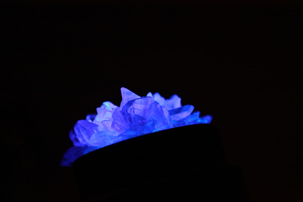 a close up of a blue flower in the dark