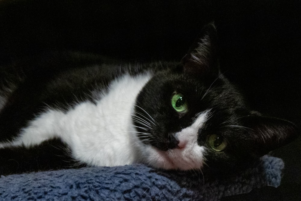 a black and white cat laying on top of a blanket