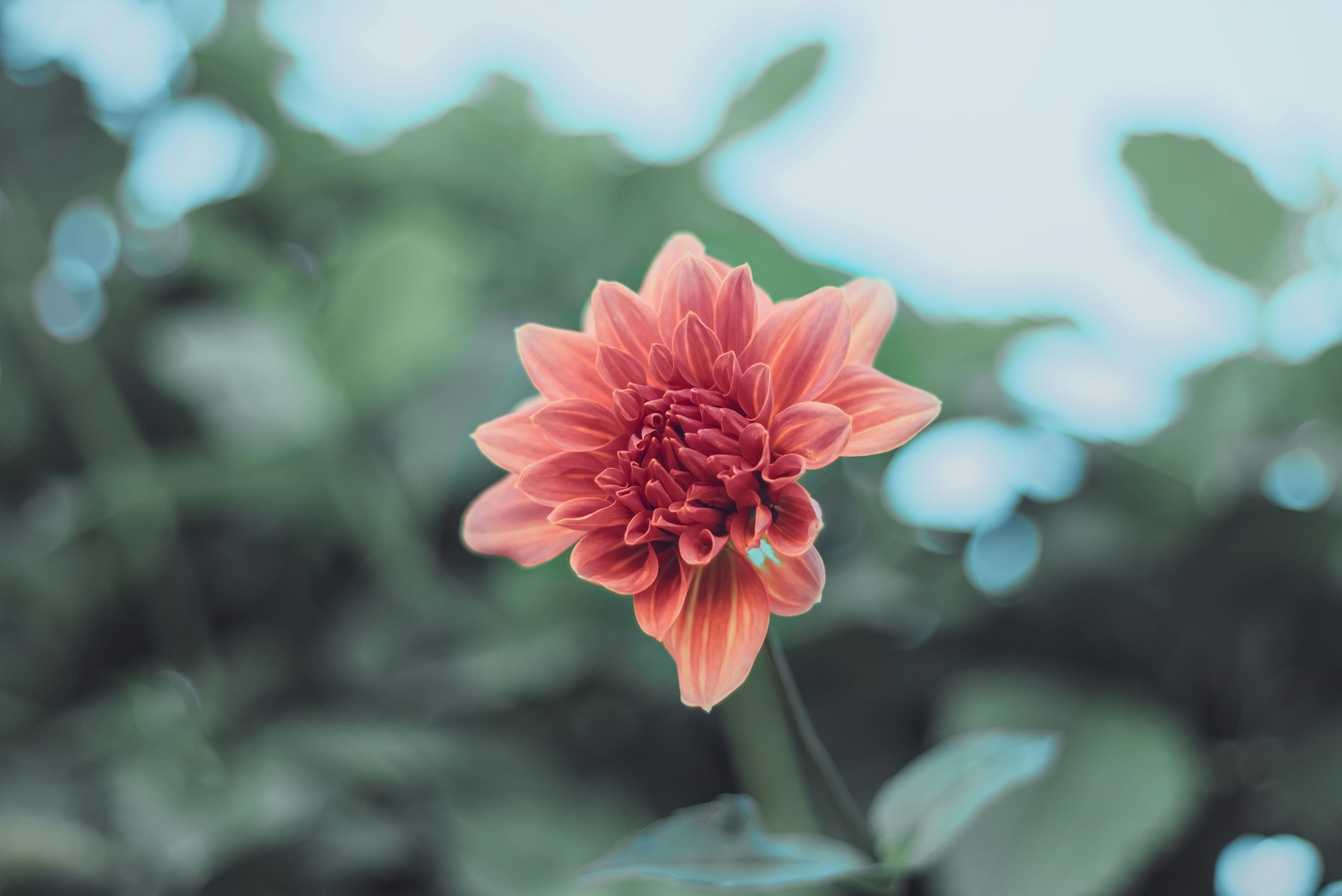 Photo by dcanadianphotographer