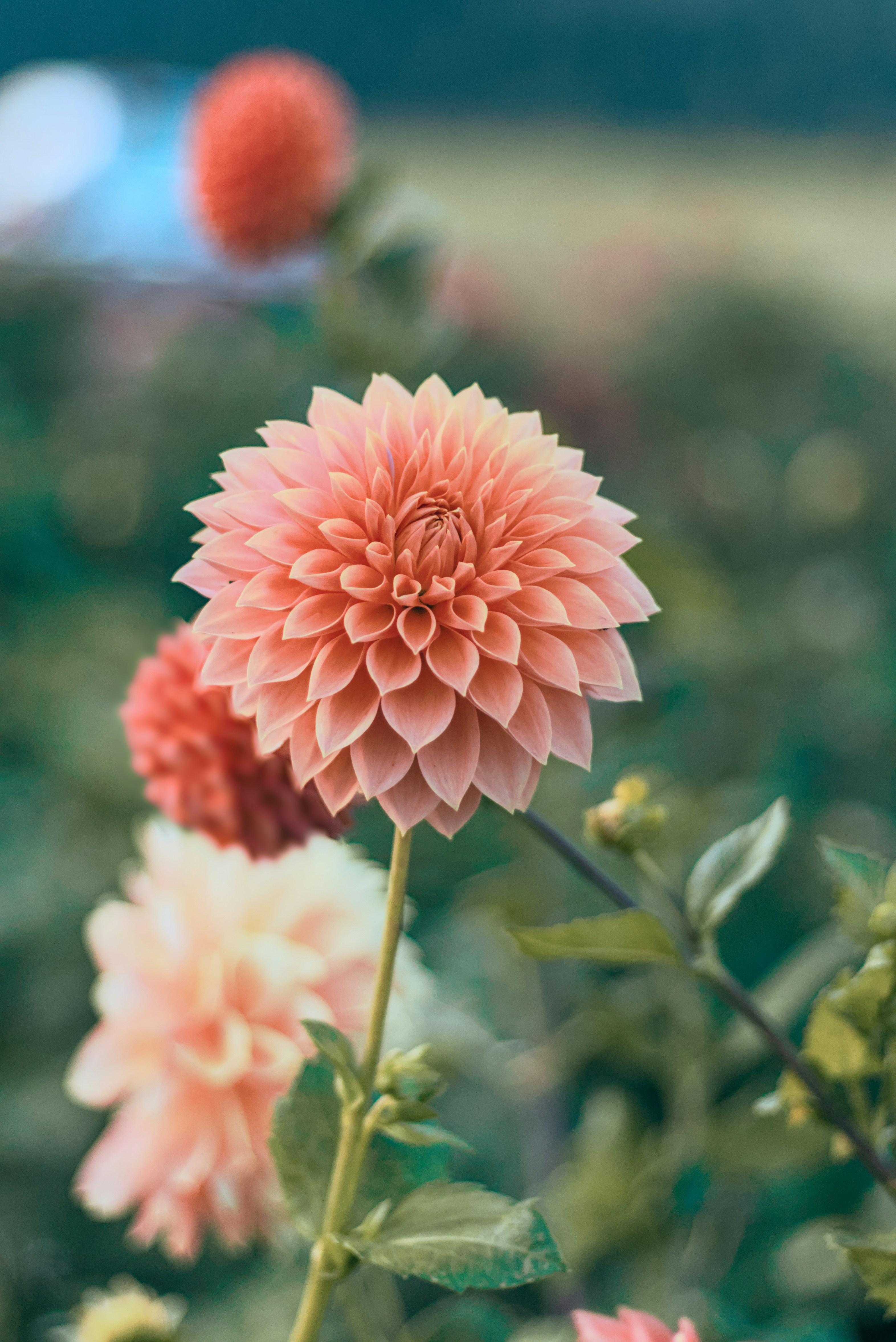 Peachy Garden Dahlia