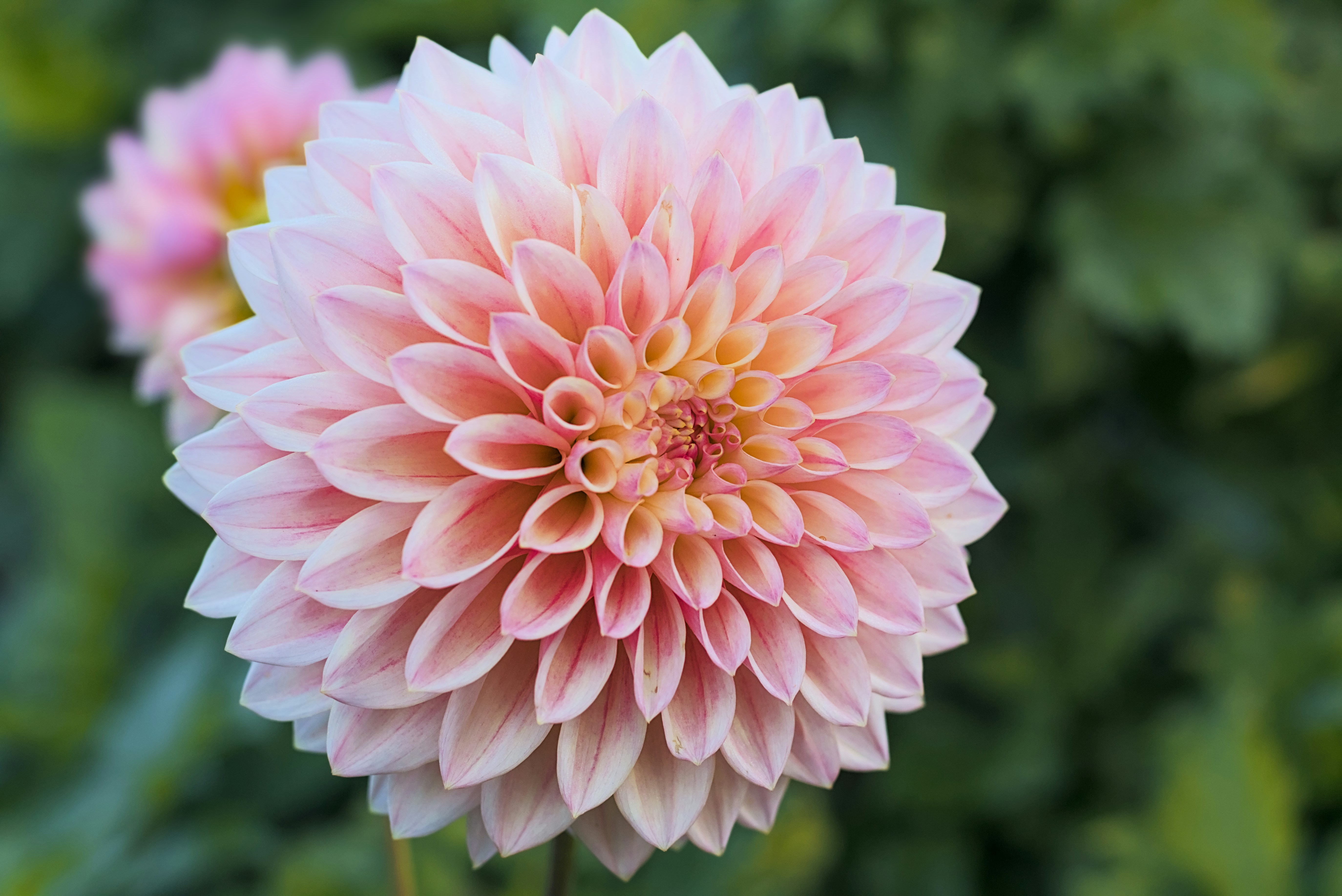 Photo by dcanadianphotographer