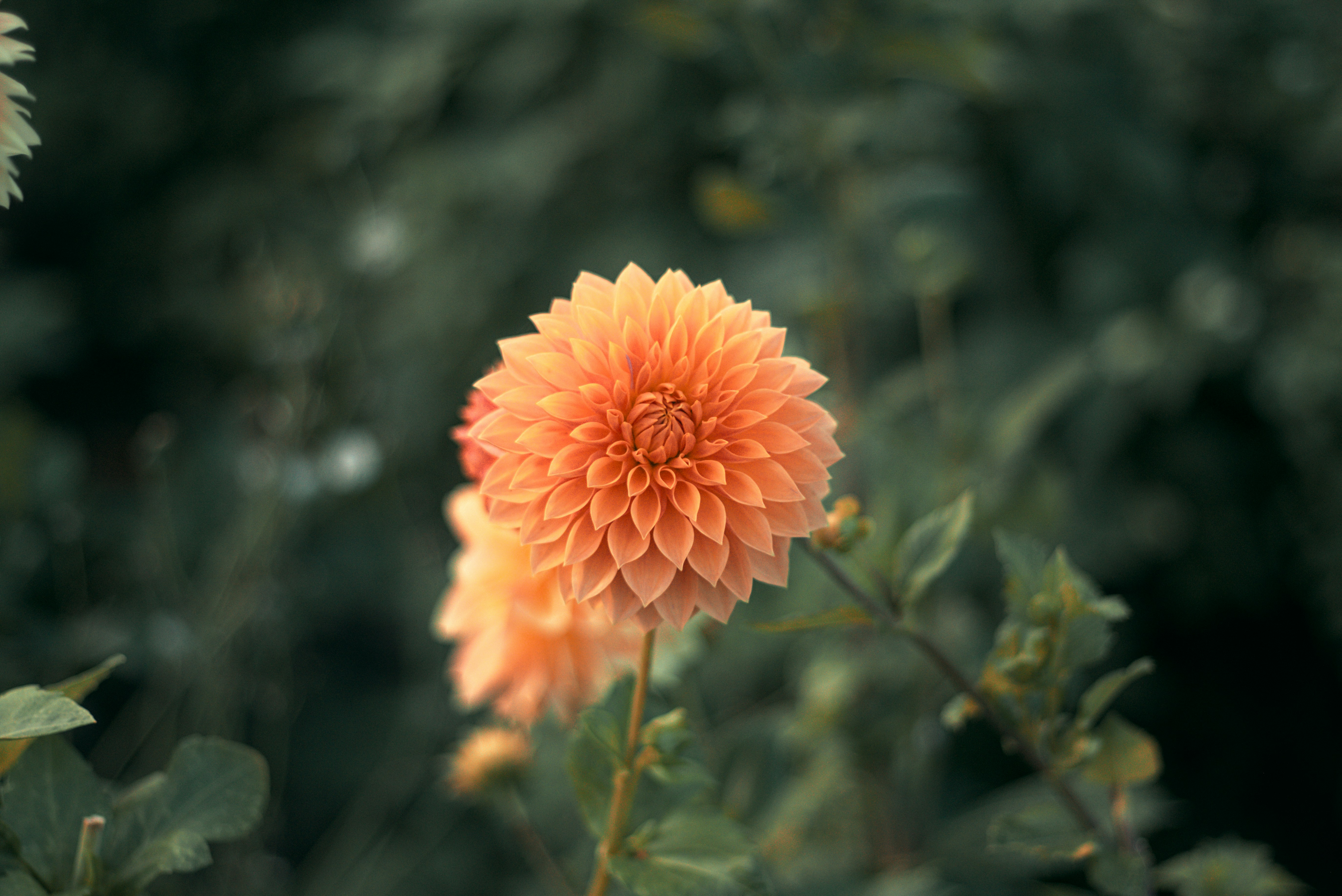 Photo by dcanadianphotographer