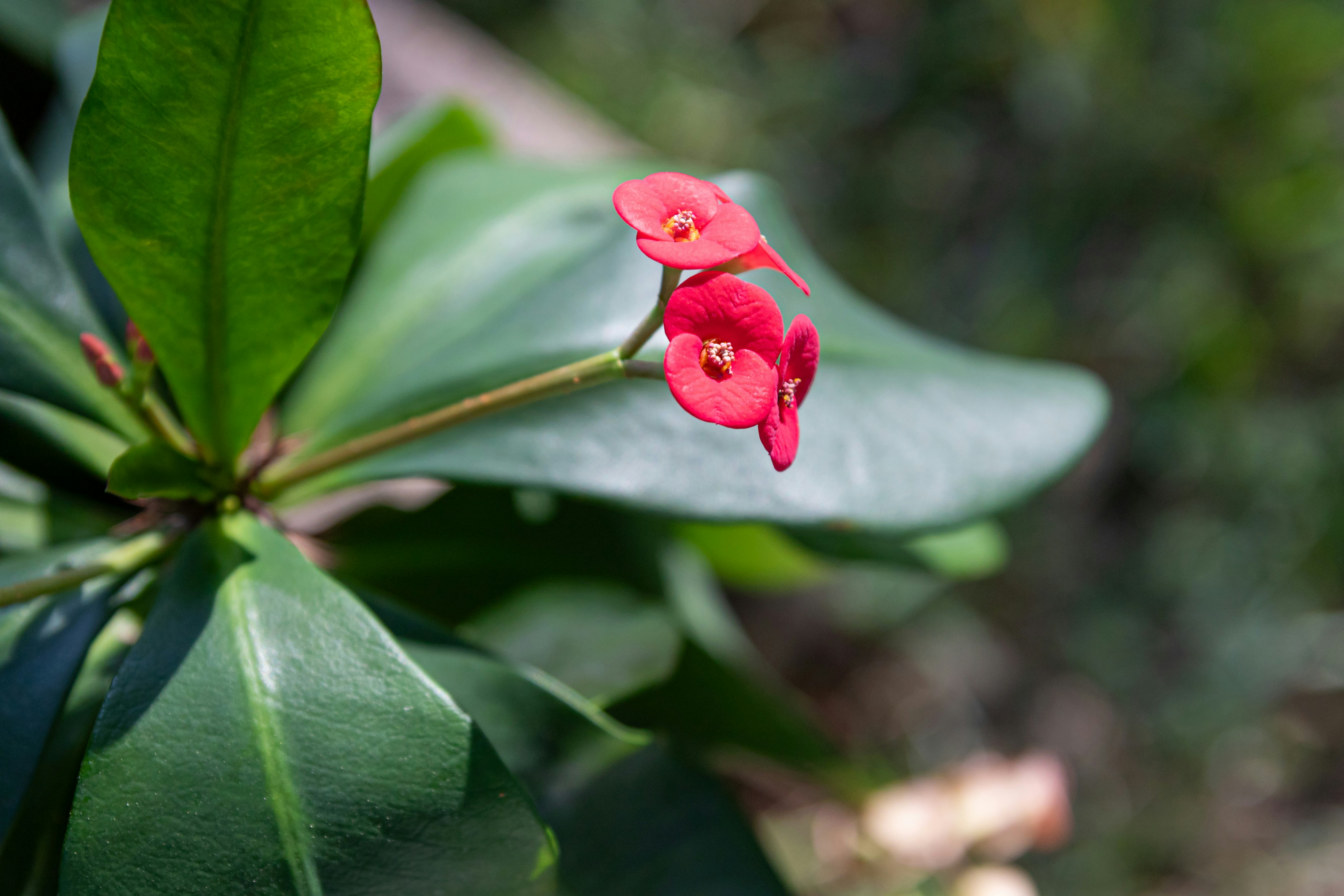 Photo by thirdcoastdad