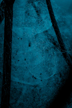 A close-up of a dew-covered spider web in soft morning light, highlighting delicate details against a dark background.