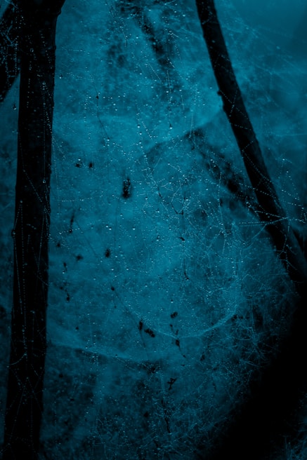 Close-up of a delicate spider web covered in morning dew