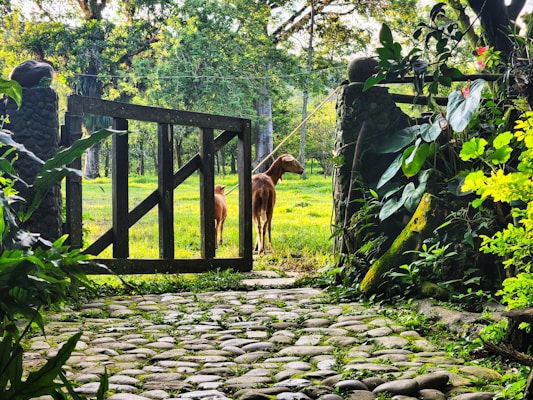 A vibrant garden scene features a stone pathway leading to an open wooden gate, beyond which two goats stand tethered in a lush, green, sunlit area. The foreground is adorned with various plants and foliage, contributing to a serene and natural environment. Trees and sunlight fill the background, creating a harmonious atmosphere.