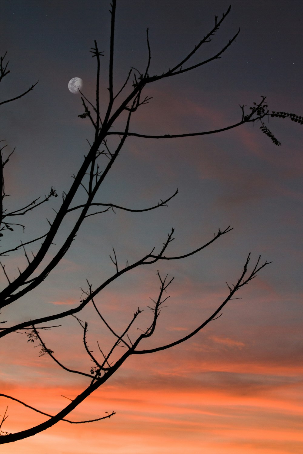 a tree with no leaves and a moon in the sky