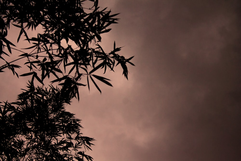 a black and white photo of leaves against a cloudy sky