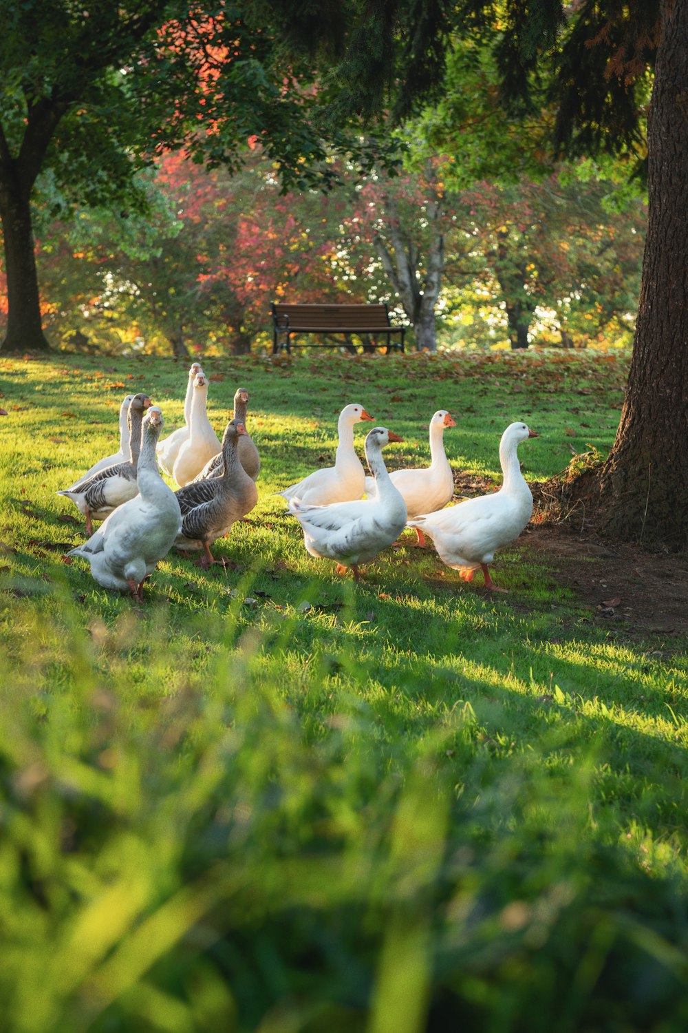 a group of ducks walking in the grass near a tree