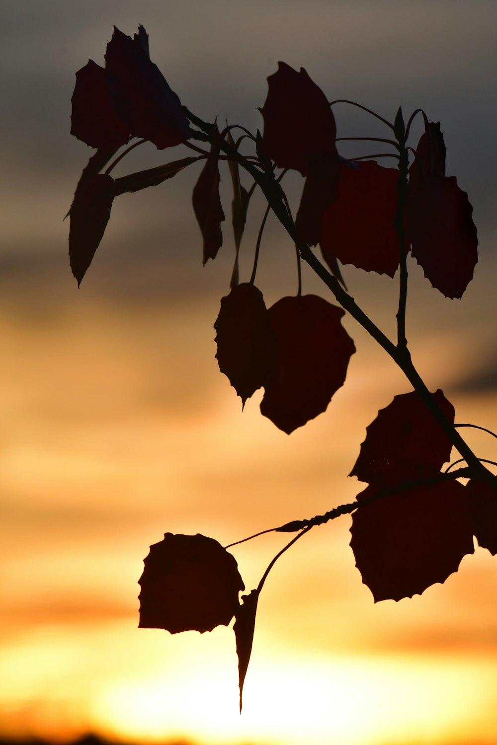 une branche avec des feuilles devant un coucher de soleil