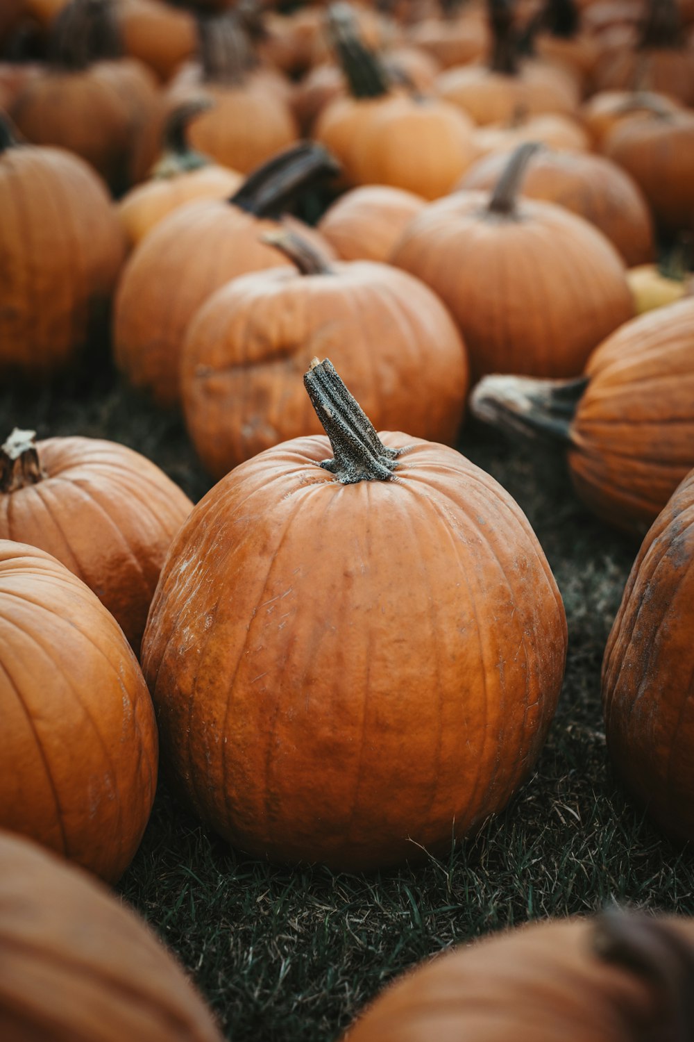 a group of pumpkins that are sitting in the grass