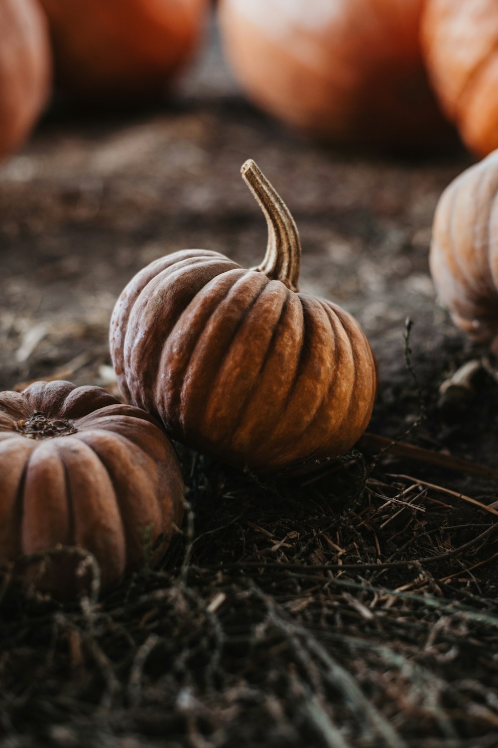 a group of pumpkins sitting on the ground