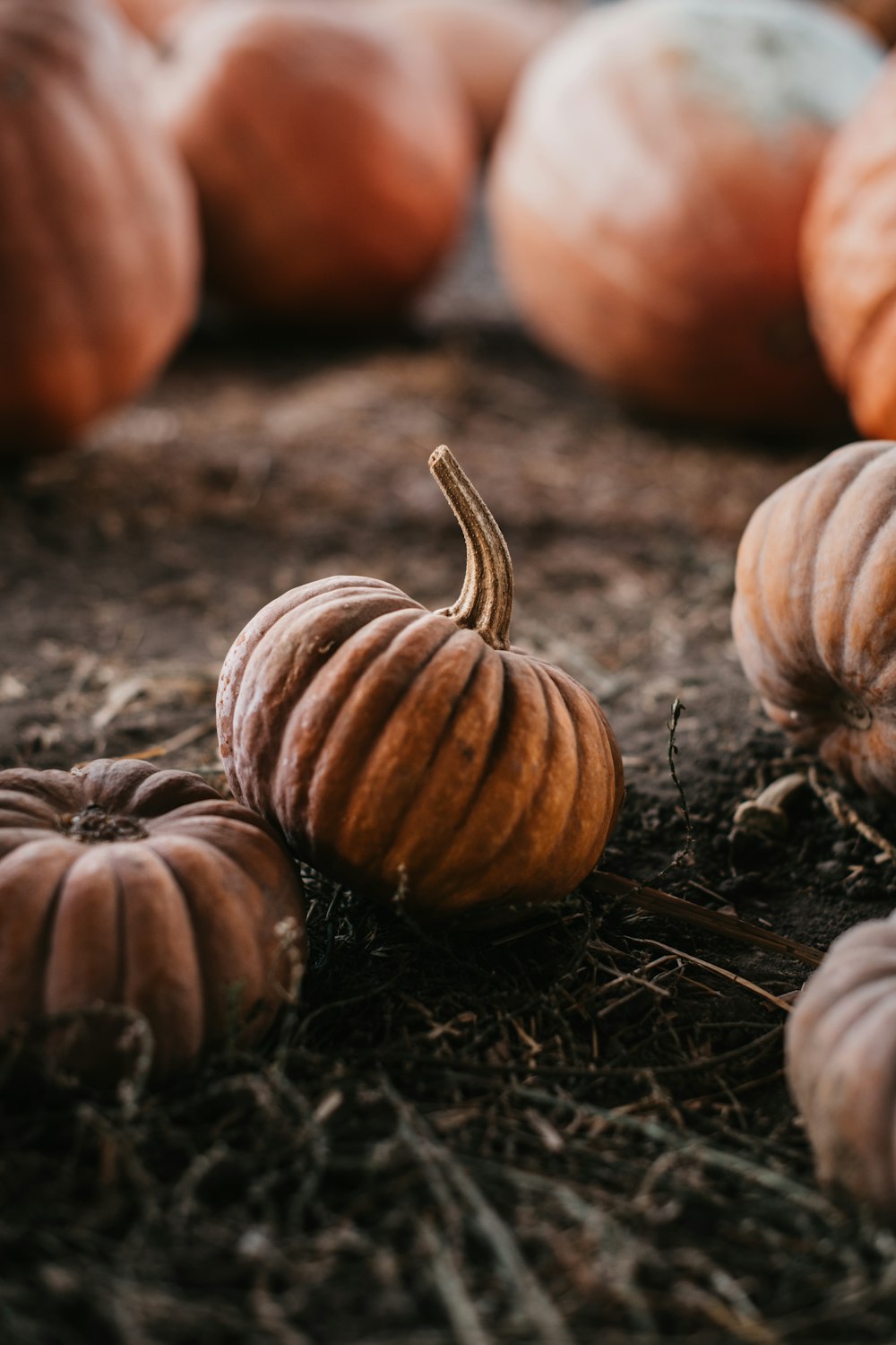 a group of pumpkins sitting on the ground