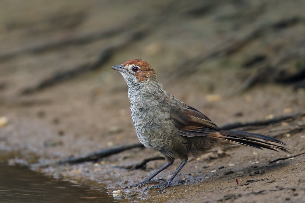 a small bird standing on a beach next to a body of water