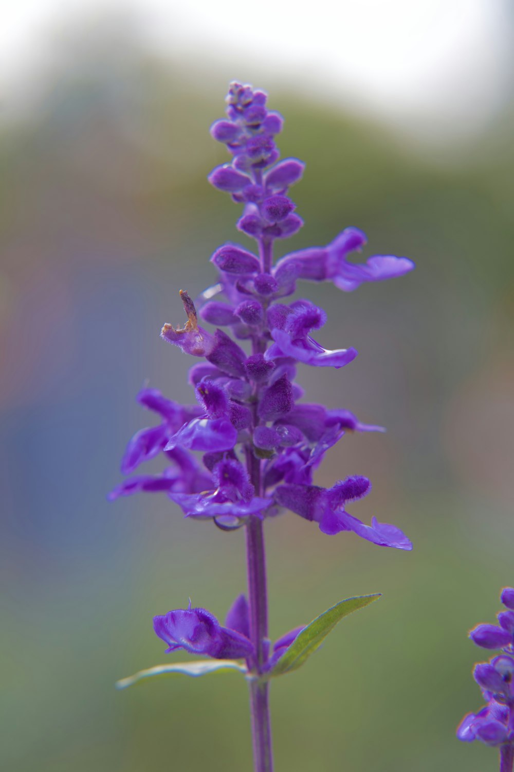 un primer plano de una flor púrpura con un fondo borroso