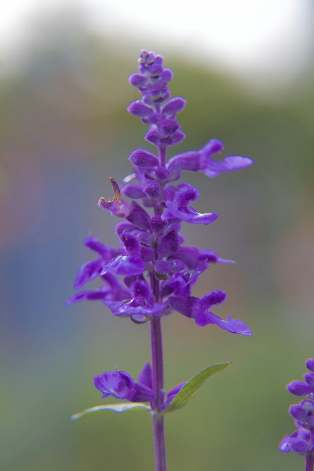 a close up of a purple flower with a blurry background