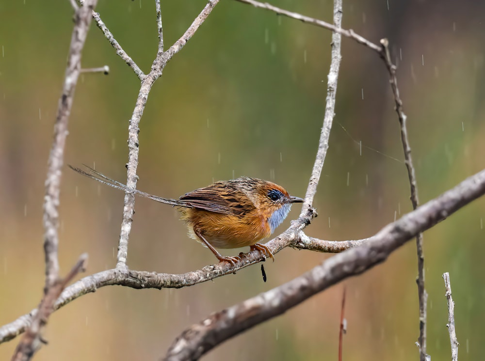 a small bird perched on a tree branch in the rain
