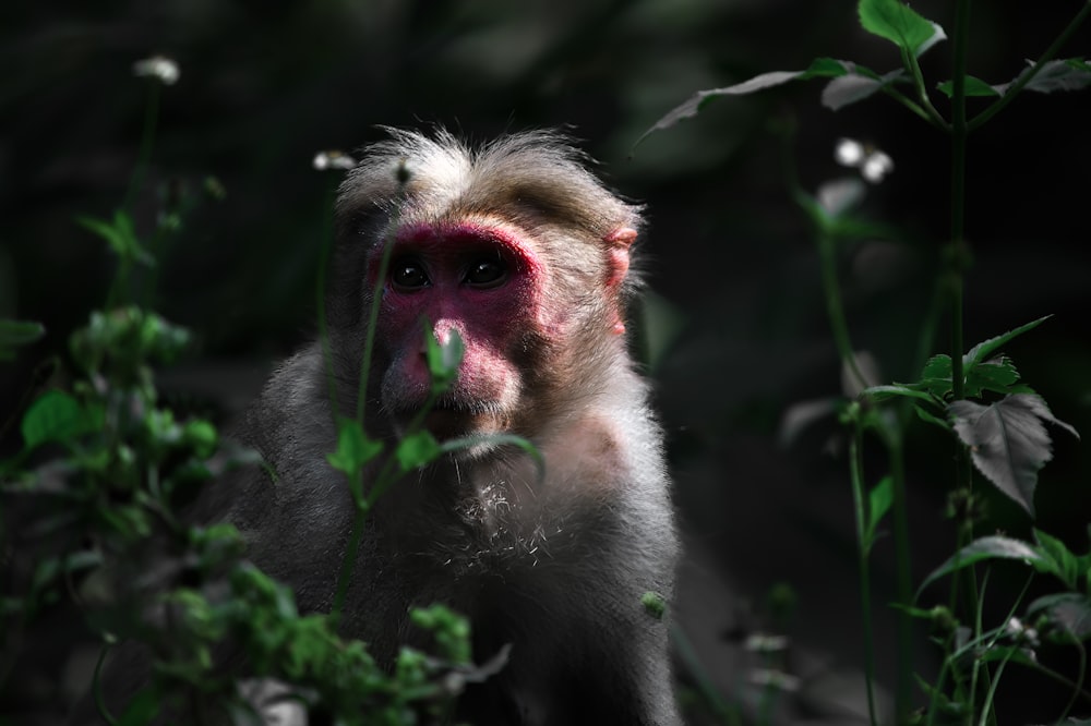 a monkey with a pink nose standing in the grass