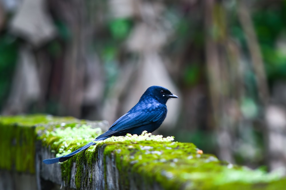 a blue bird is sitting on a mossy log