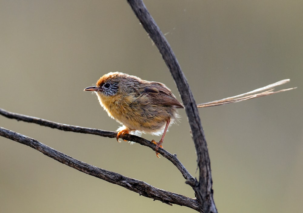 a small bird perched on top of a tree branch