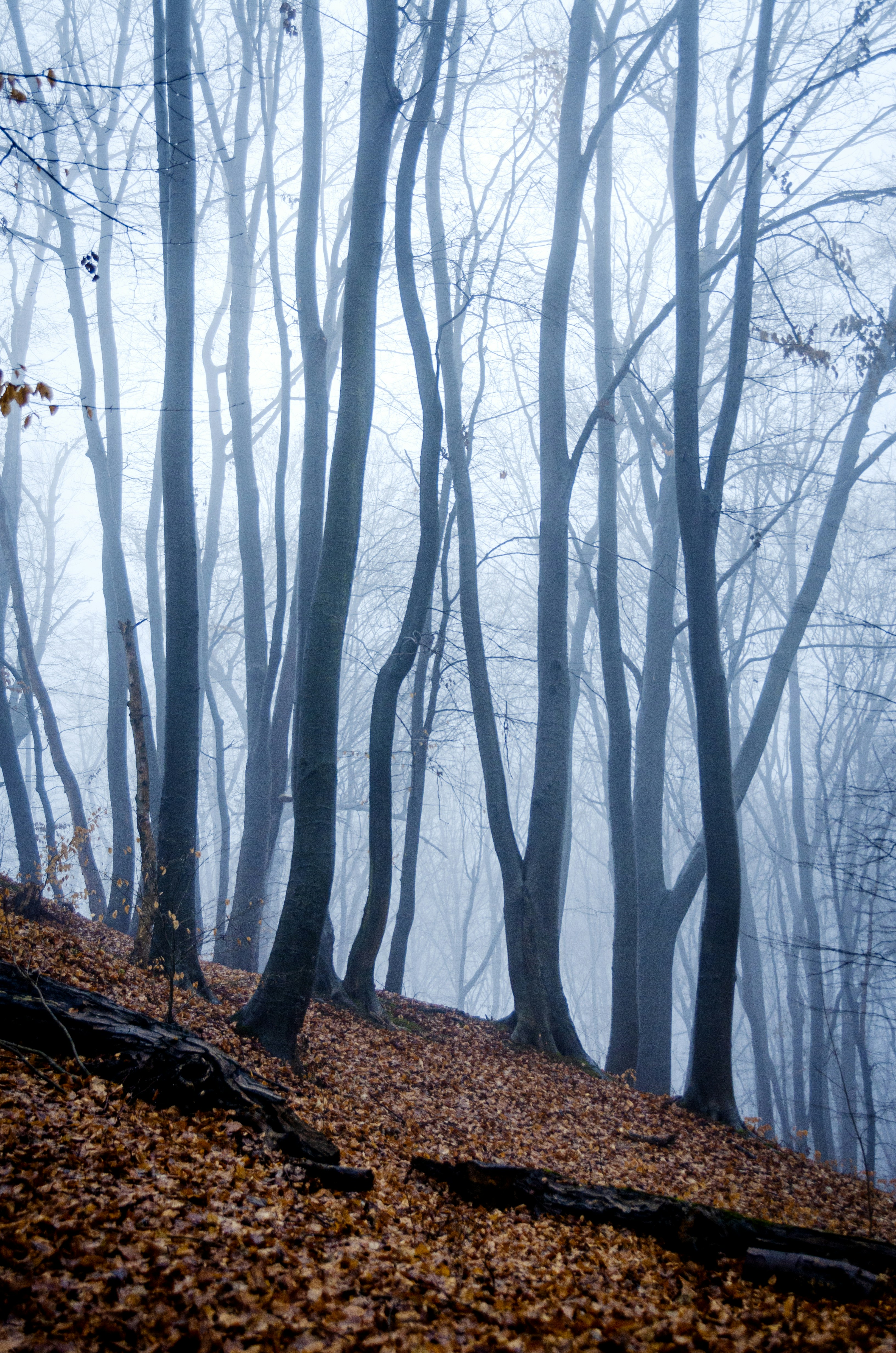 A foggy forest filled with lots of trees photo – Free Land Image on ...