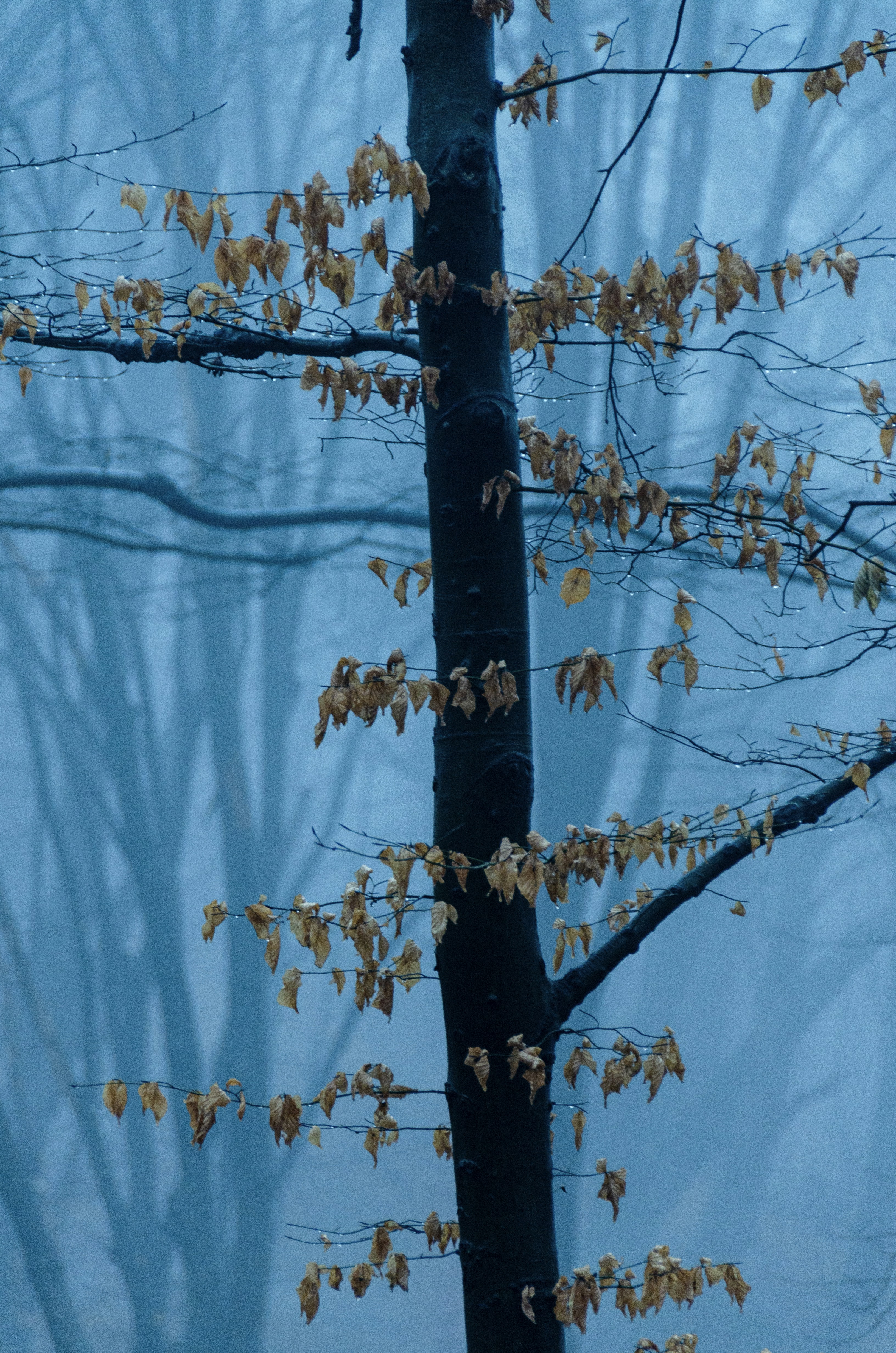 Photo by algrey