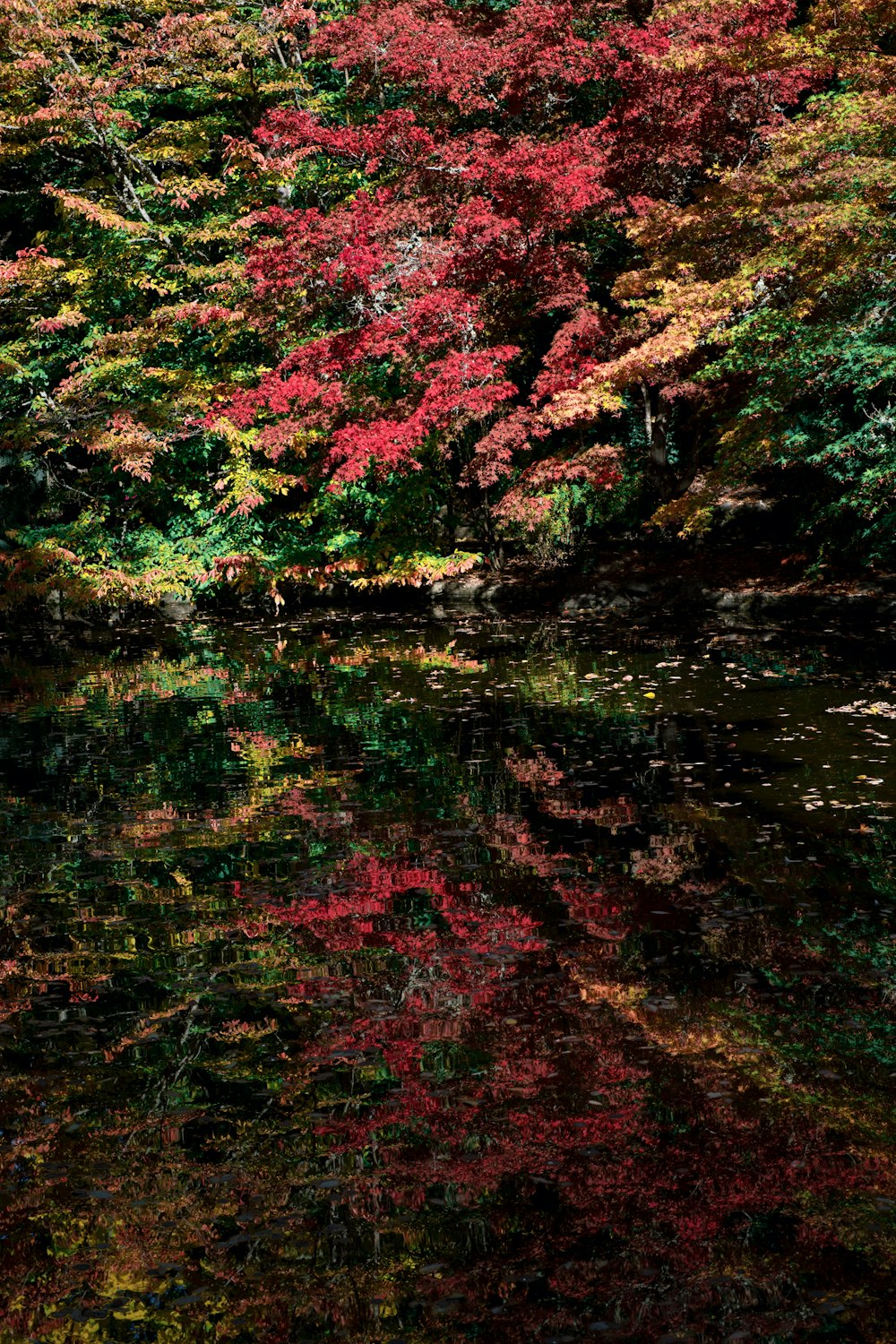 uno specchio d'acqua circondato da molti alberi