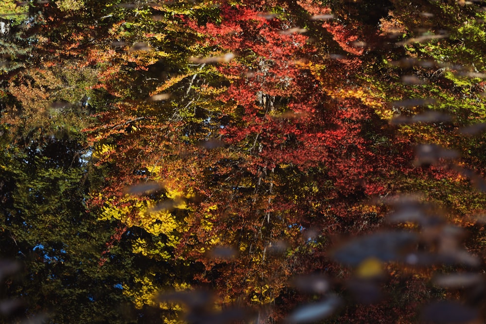 a forest filled with lots of colorful trees