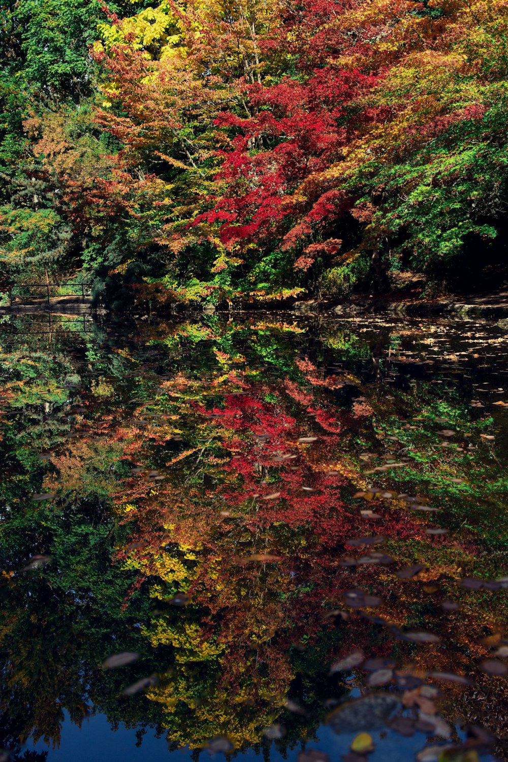 a body of water surrounded by lots of trees