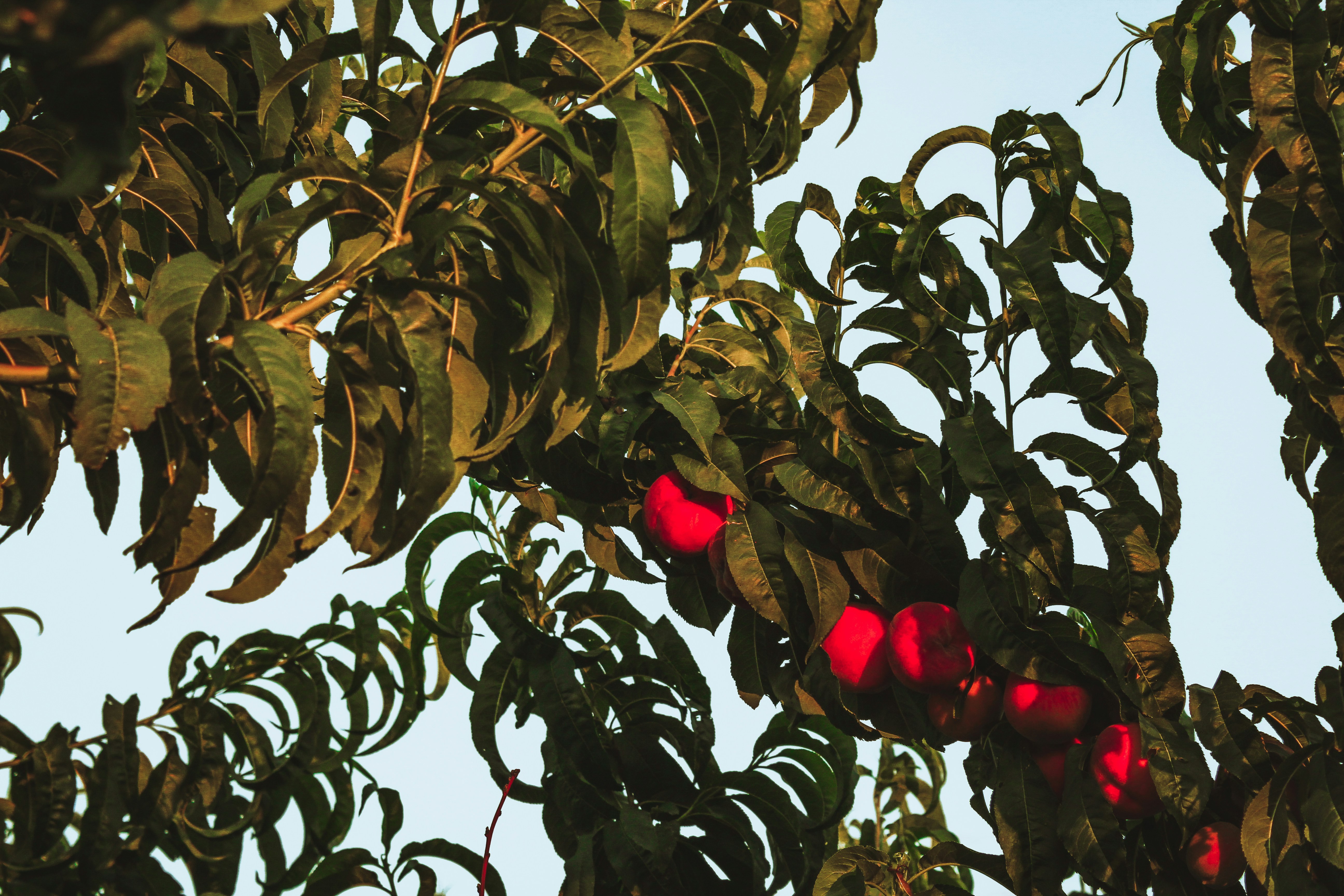 un albero pieno di tante foglie verdi
