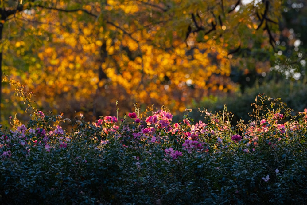 a field of flowers with trees in the background