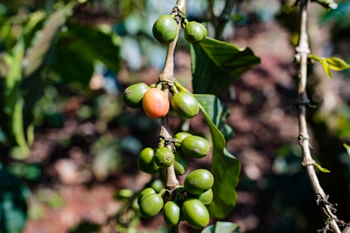 A close-up of a cluster of coffee cherries on a branch, displaying various stages of ripeness with one cherry turning red among the green surrounding cherries. The scene is set outdoors with blurred foliage in the background, indicating a lush, natural environment.