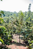 A vibrant coffee plantation with lush green plants under sunlight.