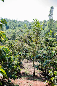 A vibrant vanilla farm with ripe vanilla beans hanging from lush green vines under bright sunlight.