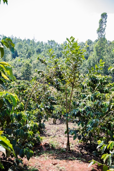 A lush rubber plantation intercropped with spices and soybean plants under a bright sky.