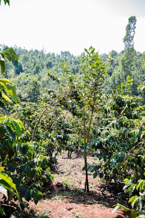 A lush plantation with numerous green, leafy plants growing in abundance. The sunlight is bright, illuminating the vibrant foliage, and the trees appear dense and healthy. The landscape is verdant, with clear skies above.
