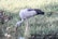 A stork with a long neck and gray feathers is standing in a grassy area next to a small body of water. It is bending down, possibly searching for food in the water. The grass is lush and green, with some dry leaves scattered around.