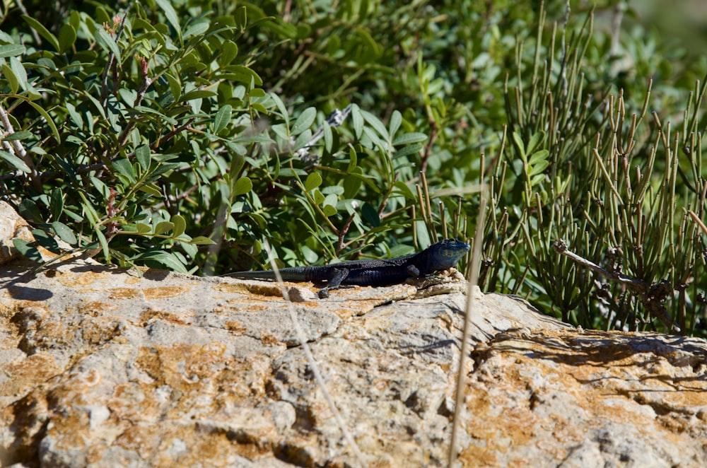 a black bird sitting on top of a large rock